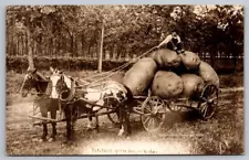 Exaggeration RPPC Postcard Martin Potatoes Grow Big in Colorado Wagon Horses