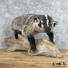 taxidermy honey badger for sale