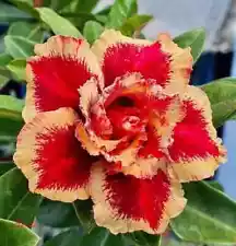 Adenium Obesum Desert Rose "Santa" 5 seeds very fresh & viable