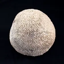 Natural White Brain Coral Specimin Large 8lb 12oz 8" x 8" x 6" Round