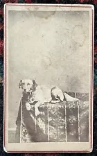 Rare Abraham Lincoln Dog Springfield Original CDV Albumen Antique Photograph