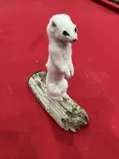 Adorable White Weasel Ermine on Driftwood ~ Taxidermy Table/Shelf Mount