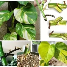 Albo Monstera 10 Rooted Nodes Pinnatum Fresh Cutting Epipremnum Variegated Plant