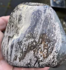 FOR SALE A LOVELY YORKSHIRE GYROSTEUS FISH BONE FOSSIL NODULE FROM KETTLENESS