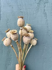 Pods For Dried Flower Arrangement Flowers Large Size