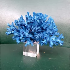 Real blue coral decor,coral with crystal base, beautiful natural coral, aquarium