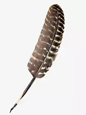 CUSTOM-MADE WILD EASTERN TURKEY GOBBLER FEATHER QUILL PEN ( 14" LONG)