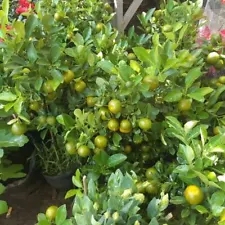 Calamansi 5 CUTTINGS Lime fresh Grown Organically Microcarp with PHYTO Certifica