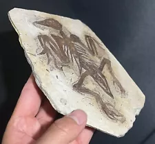 Real Confuciusornis Fossil Rare Chinese Bird Collection