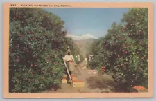 Linen~Picking Oranges in California~Orchard~Ladders~Vintage Postcard