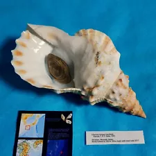 Charonia lampas macilenta　265mm　Big size　Triton shell　Sea shells