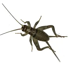 100, 250, 500, 1000+ Live Crickets (Banded) - Guaranteed Live Delivery Over 25 F