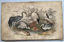 White Stork Heron Little Egret Common Crane coloured antique engraving 1855