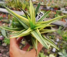 Succulent Living Plant Aloe vera (L.) Burm. f. Variegated WYSIWYG Garden