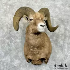 bighorn sheep mount for sale