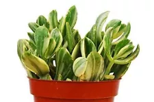 New ListingCrassula Ovata 'Variegated Jade' Succulent - 4" Pot