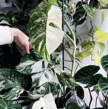 Variegated Monstera Albo Rooted Nodes 2 Borsigiana RARE LIVE Plant cut new