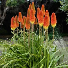 100Pcs Orange Purple Hot Poker Torch Lily Flower Seeds Perennial Seeds