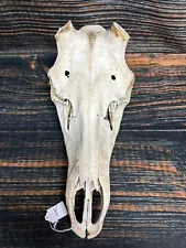 moose skull with antlers for sale