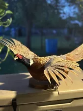 pheasant taxidermy for sale