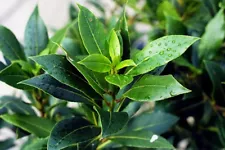 bay leaf seeds for sale