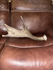 SHIRAS Moose Shed Antler HORNS Taxidermy Skull Mount Carving Wild Dog Chew