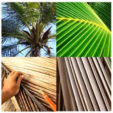 Coconut leaves Palm Dried 100% Natural Organic Cocos Nucifera High Quality