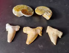 5 FOSSILS FOR SALE IN ONE LOT