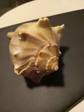 large conch sea shell Welk