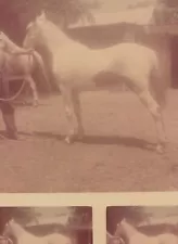 Elegant White Horse in Profile Sunny Outdoor Setting Capturing Beautiful Animal