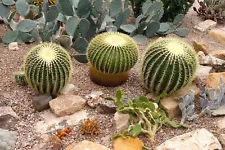 Echinocactus grusonii Golden Barrel Cactus Cacti Desert Photo Poster Print