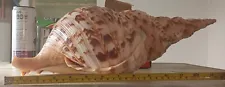 Large Triton trumpet conch shell seashell sea shell giant big