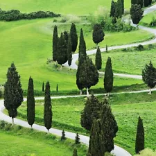 bald cypress seeds for sale