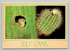 Elf Owl Giant Saguaro Cactus Vintage Postcard