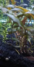 Cryptocoryne Beckettii Live Aquarium Plant Freshwater - Snail Free - Pest Free