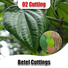 2 PCs+ 1 Free Betel Leaves New Cuttings Roots Live Plant Herbal Nodes Ceylon