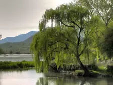 Weeping Willow Tree 5 fresh Cuttings