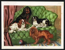 English Toy Spaniel, King Charles Dog Breed, Antique Print - 1885