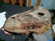 real dinosaur fossil skull