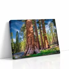 Giant Sequoia Redwood Tree Art, Forest Pictures for a Tree Hugger & Nature Lover