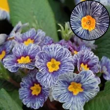 100 Zebra Blue Evening Primrose Seeds Sundrops Scabish