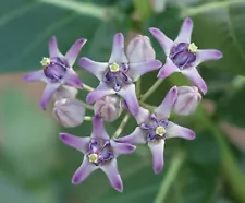 50 Calotropis gigantea Seeds, Giant Milkweed , Crown Flower Seed