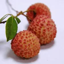 10 Lychee Litchi Fruit Seeds Delicious Sweet Seasonal Perennials Plant