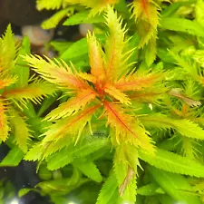 Proserpinaca Palustris Mermaid Weed | Aquarium Plants Factory®