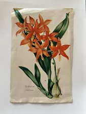 Epidendrum Vitellinum Vintage Art Print Orchid Lovers Gem