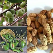+100 Elaeocarpus Ganitrus Seeds Ceylon Olive Tree Seeds Weralu Seeds for Growing