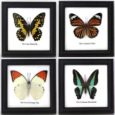 4 New Real Butterfly Insect Taxidermy Display Wood Glass Framed Wall Art Decor