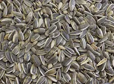 DelightFood Bulk Striped Sunflower Seed For Birds