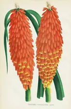 Torch lily torch lily flower flower botany lithograph Burvenich 1893