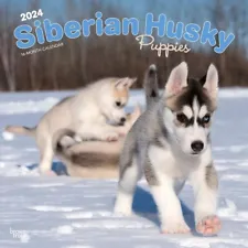 Siberian Husky Puppies | 2024 12x24" Monthly Square Wall Calendar